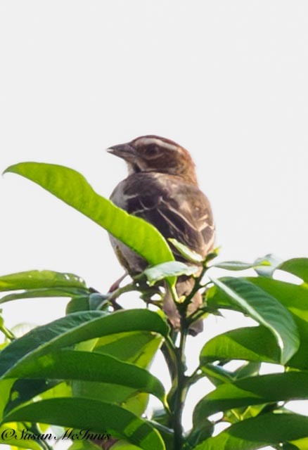 Chestnut-crowned Sparrow-Weaver - ML611369388