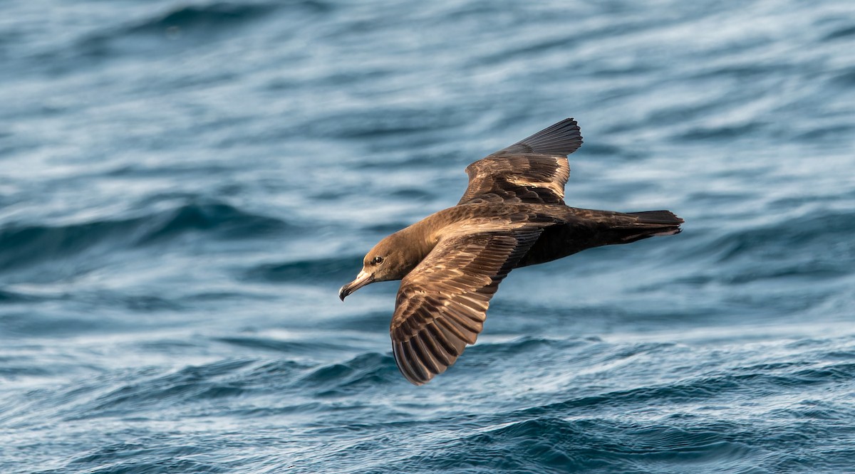Flesh-footed Shearwater - Nick Bray