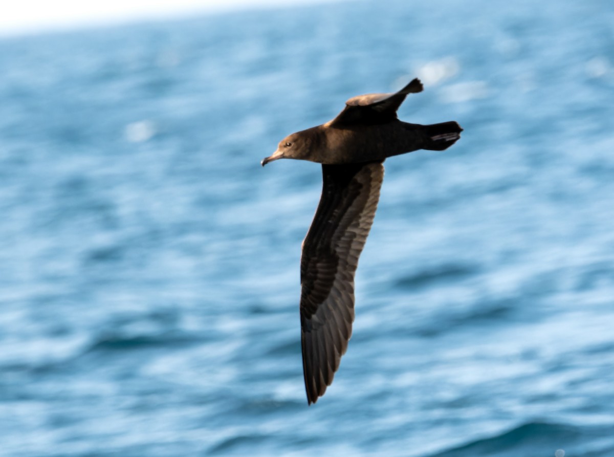 Flesh-footed Shearwater - ML611369561