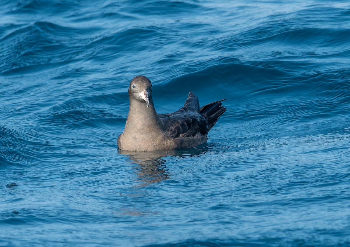 Flesh-footed Shearwater - ML611369563