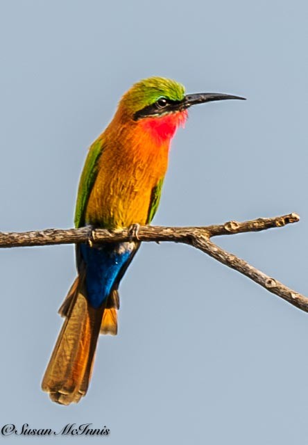 Red-throated Bee-eater - Susan Mac