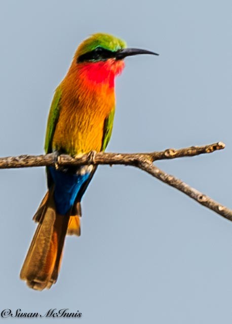 Red-throated Bee-eater - ML611369645
