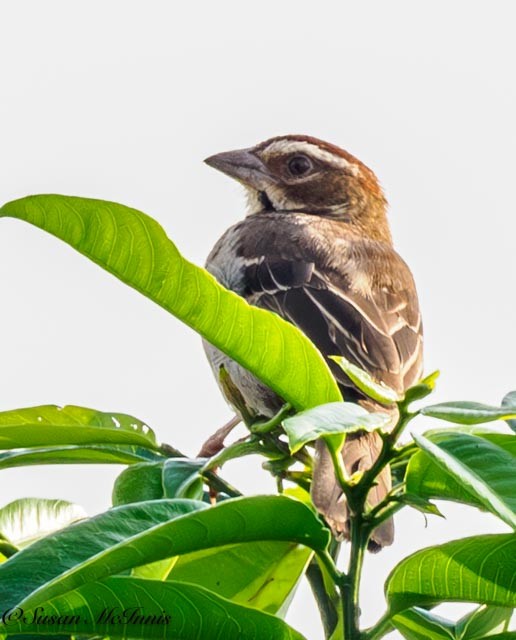 Chestnut-crowned Sparrow-Weaver - ML611369749