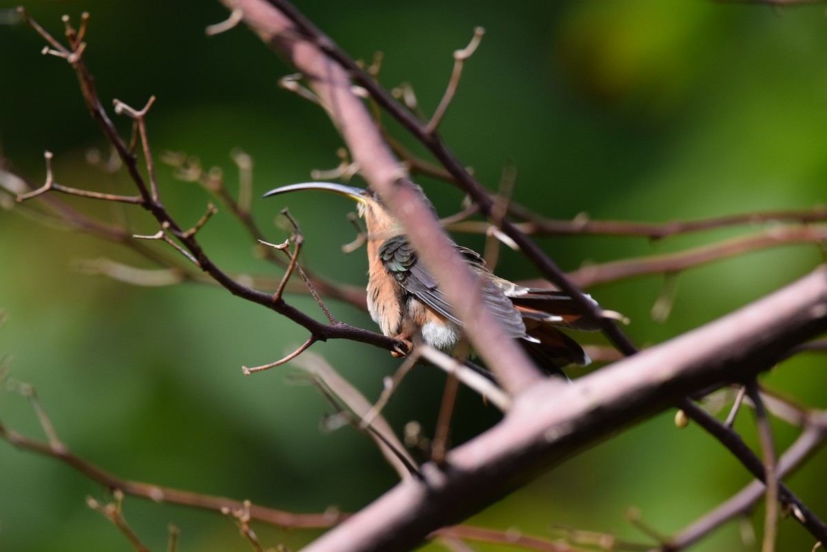 Краснохвостый колибри-отшельник - ML611369945