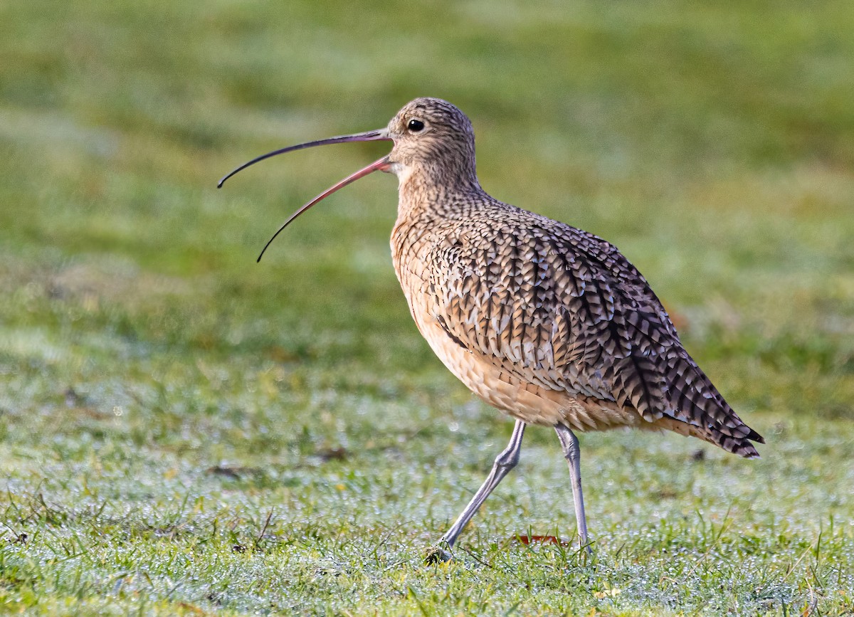Long-billed Curlew - ML611370032