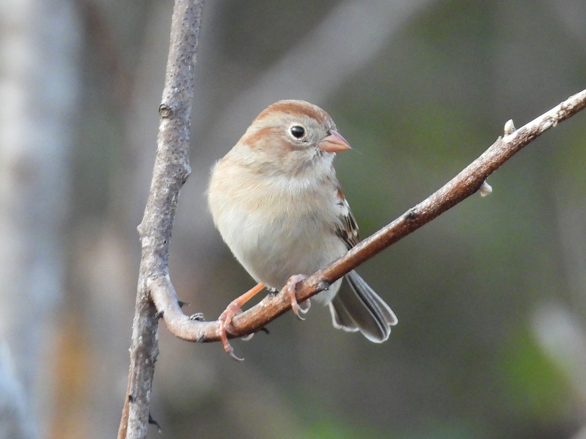 Field Sparrow - Jeanene Daniels