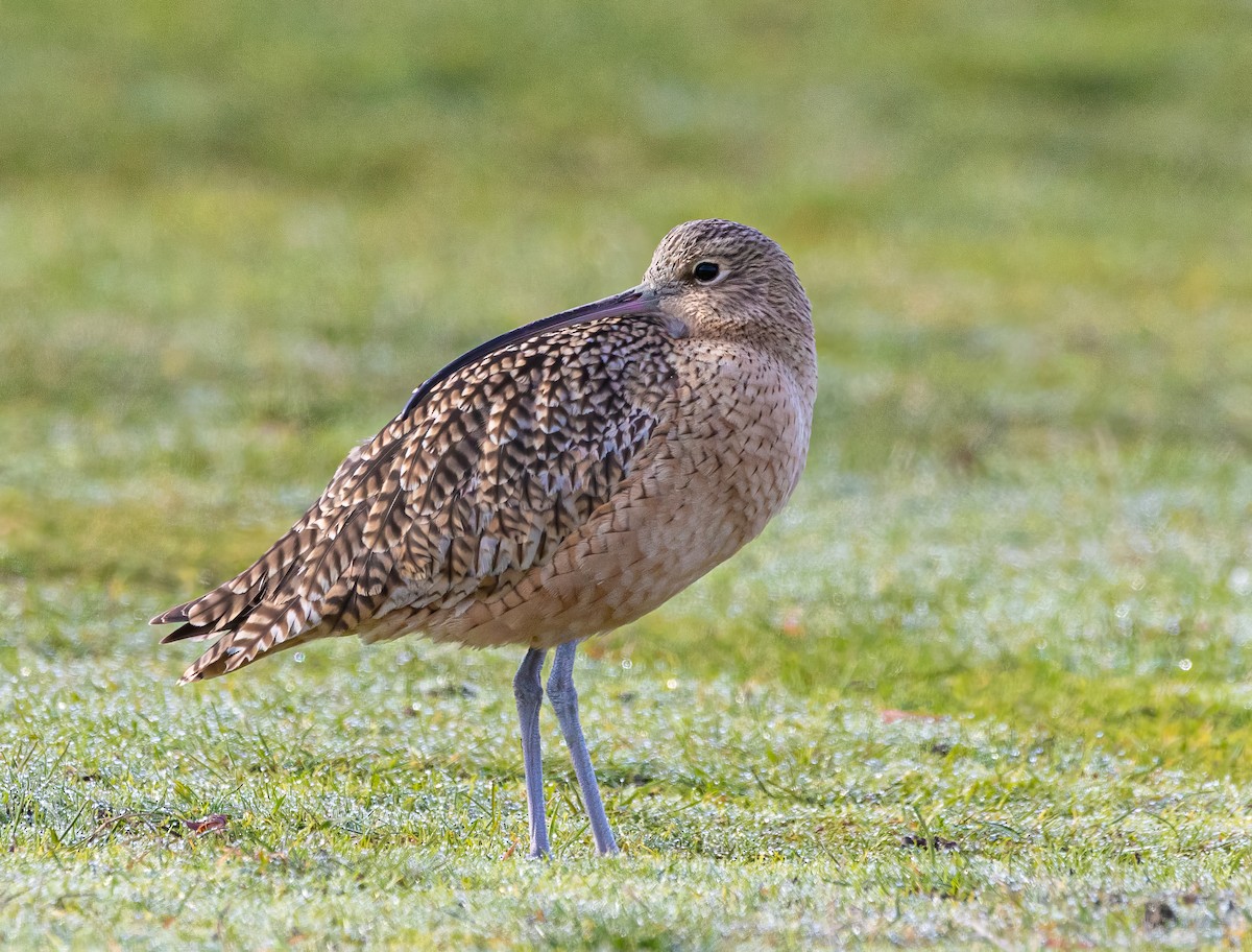 Long-billed Curlew - ML611370184