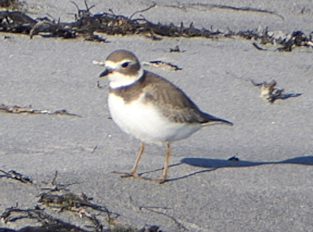 Semipalmated Plover - ML611370346