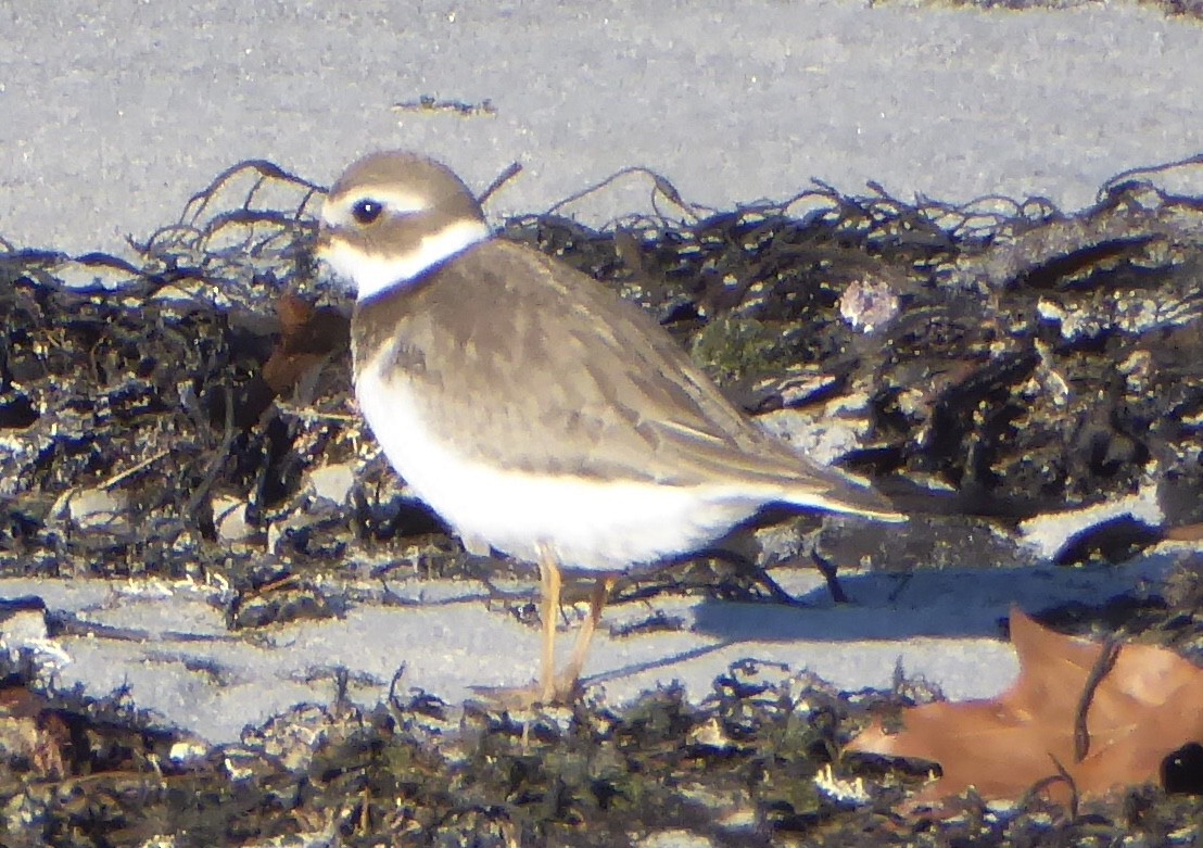 Semipalmated Plover - ML611370363