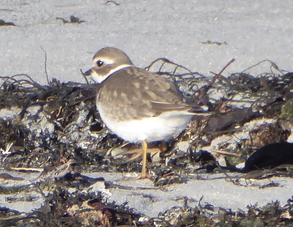 Semipalmated Plover - ML611370366