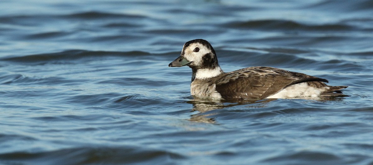 Long-tailed Duck - ML61137061