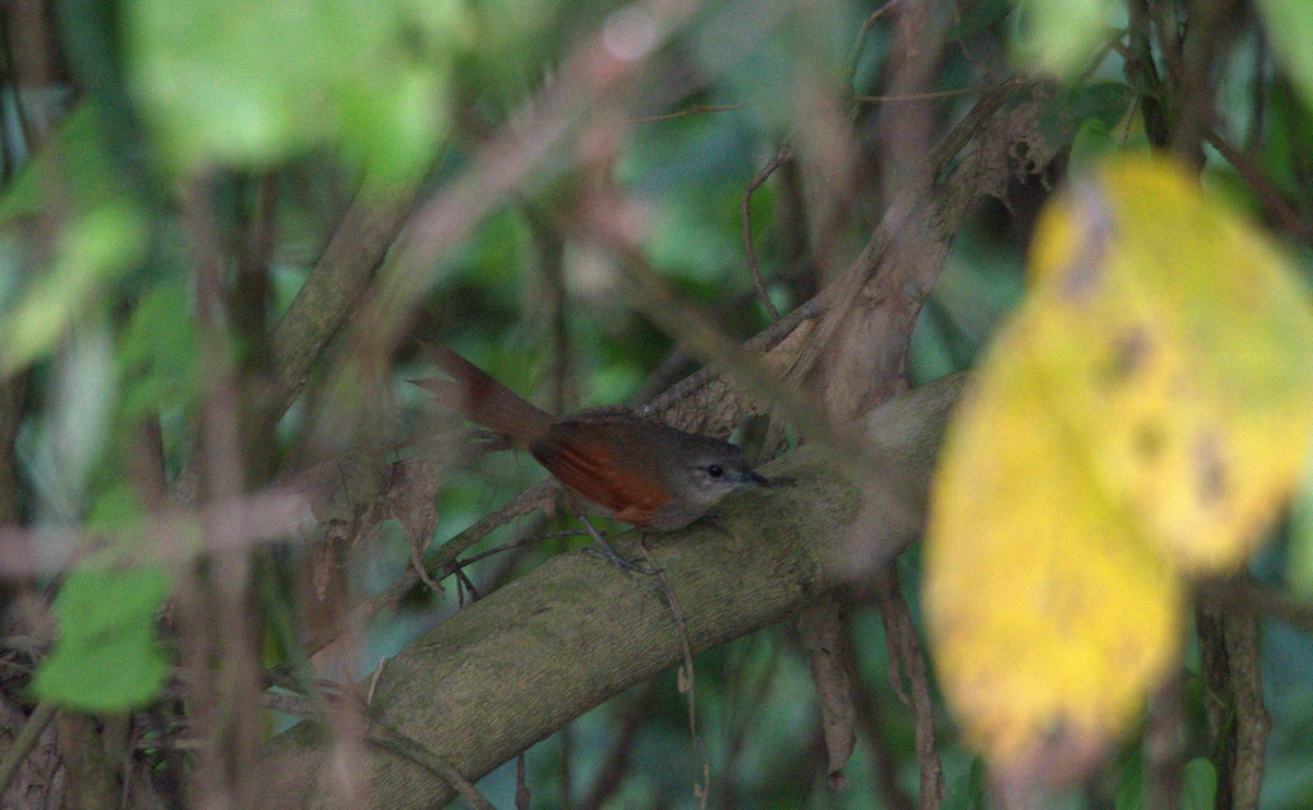 Plain-crowned Spinetail - ML611370625