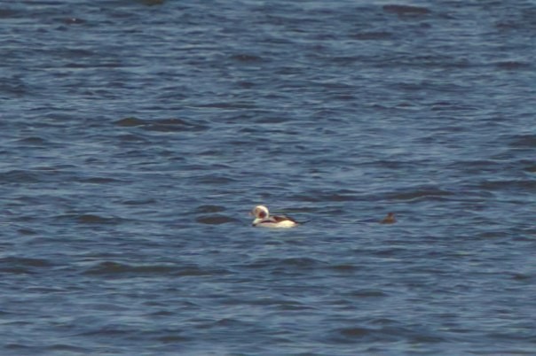 Long-tailed Duck - ML611370706
