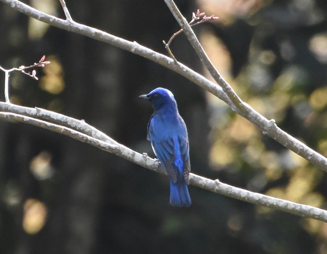 Blue-and-white Flycatcher - ML611370804