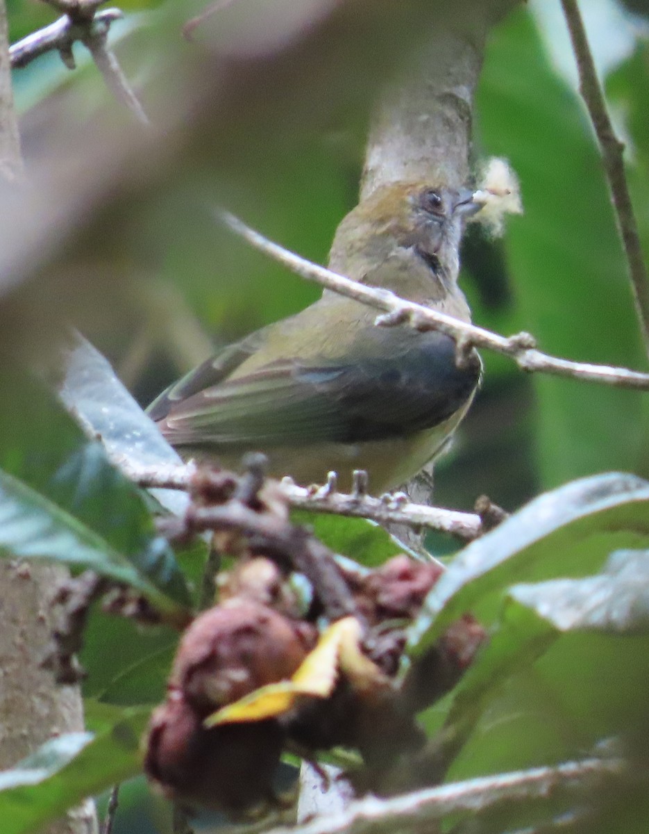 Burnished-buff Tanager (Stripe-bellied) - ML611370940