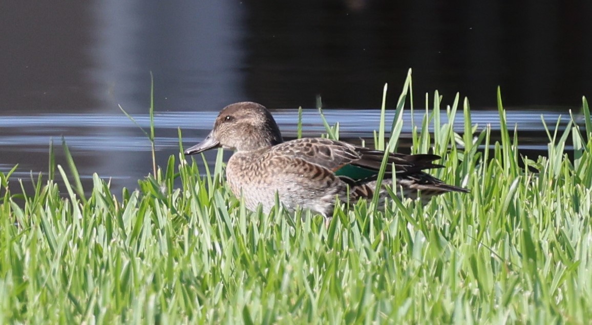 Green-winged Teal - ML611371065