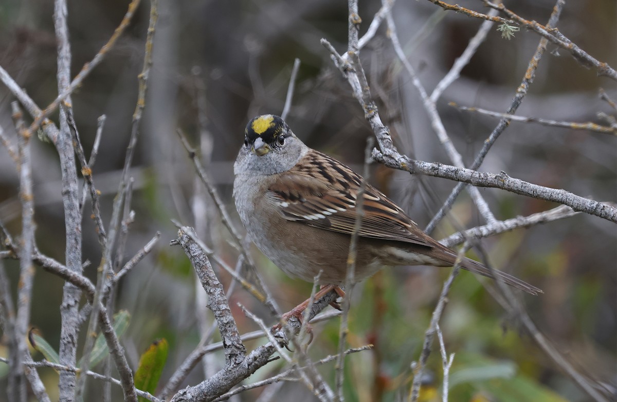 Golden-crowned Sparrow - ML611371087