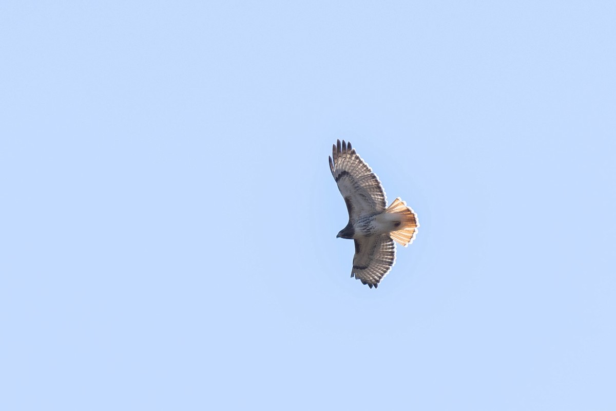 Red-tailed Hawk (borealis) - ML611371306