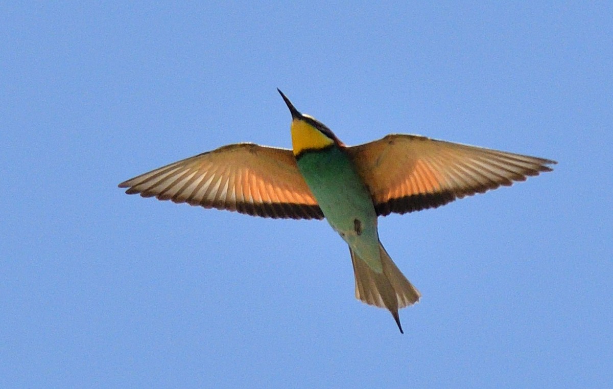 European Bee-eater - ML611371311
