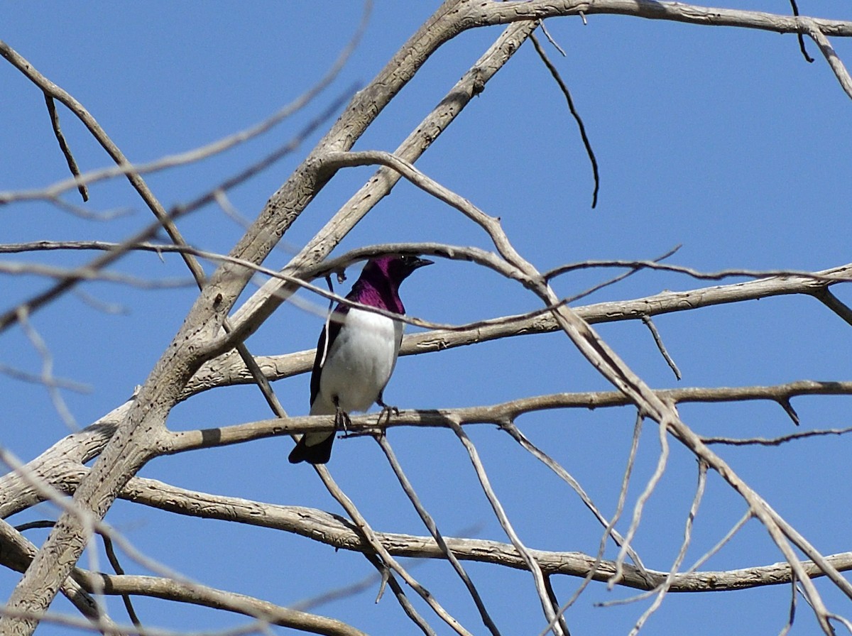 Violet-backed Starling - ML611371467