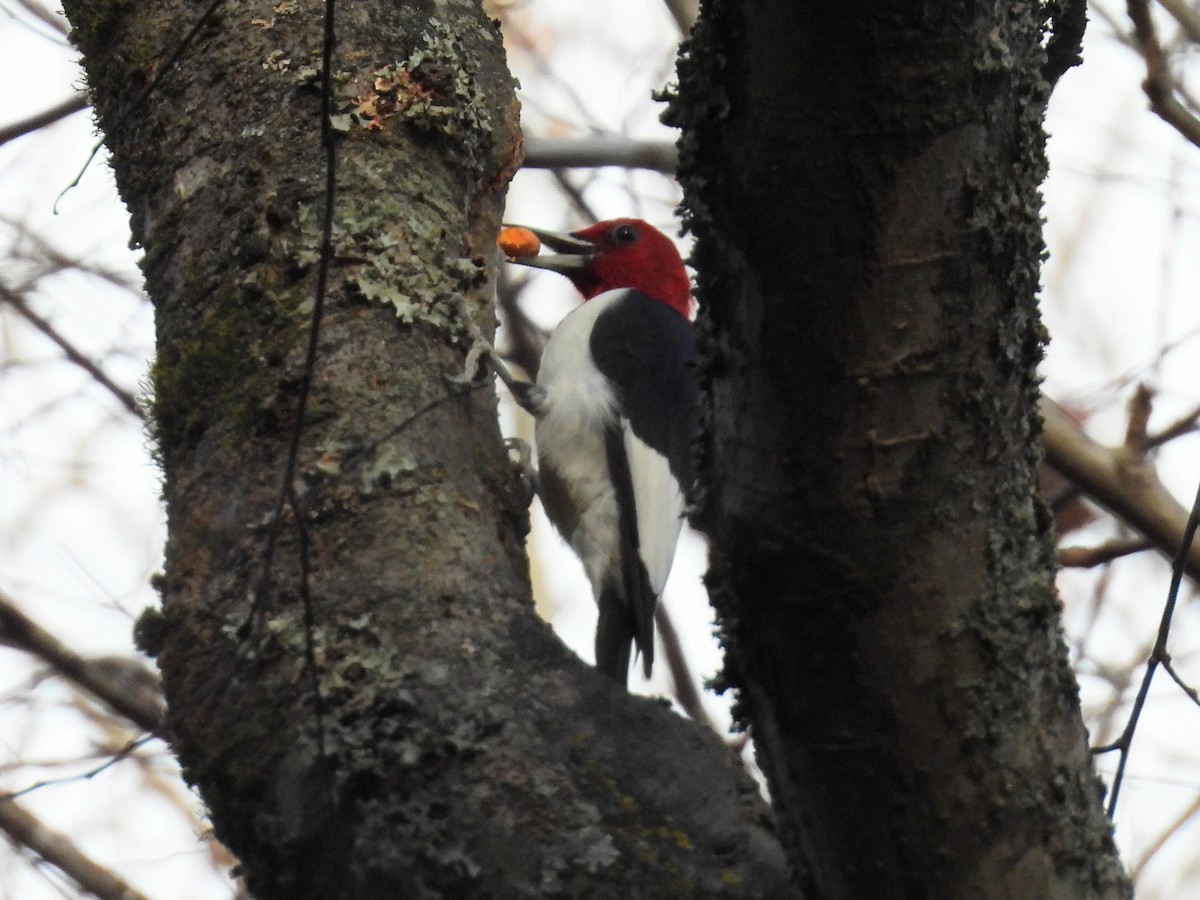 Red-headed Woodpecker - ML611371496