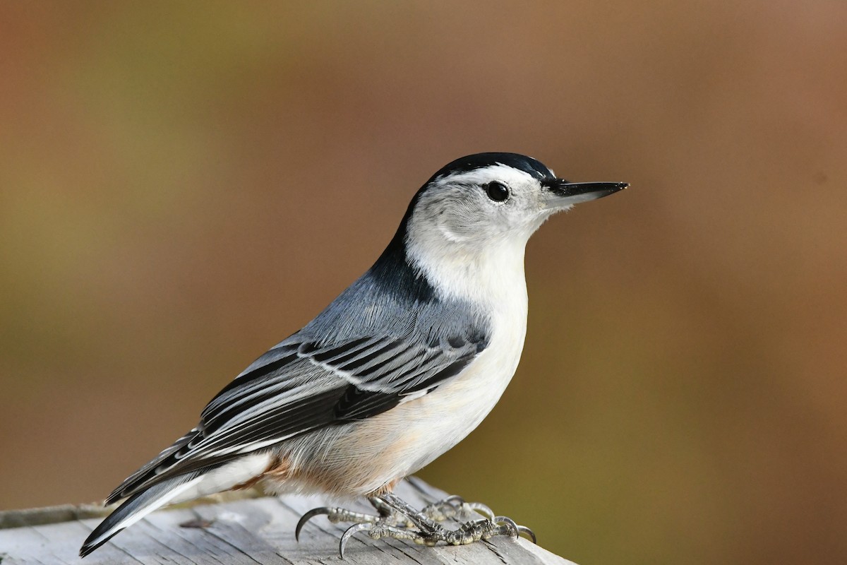White-breasted Nuthatch (Eastern) - ML611371518