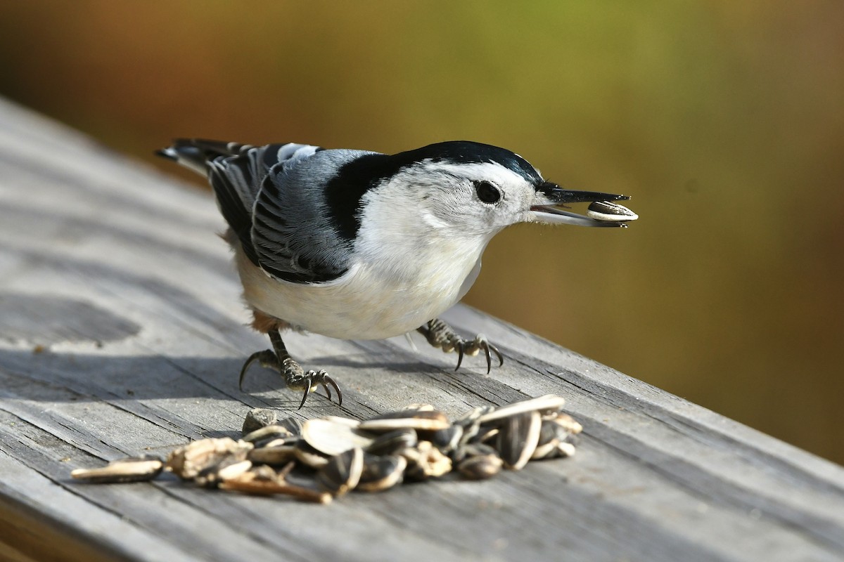White-breasted Nuthatch (Eastern) - ML611371519