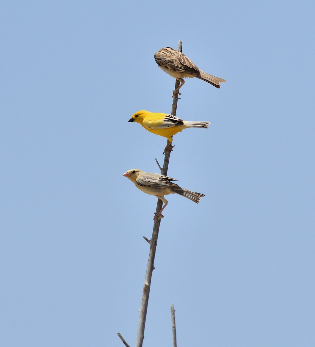 Arabian Golden Sparrow - ML611371523