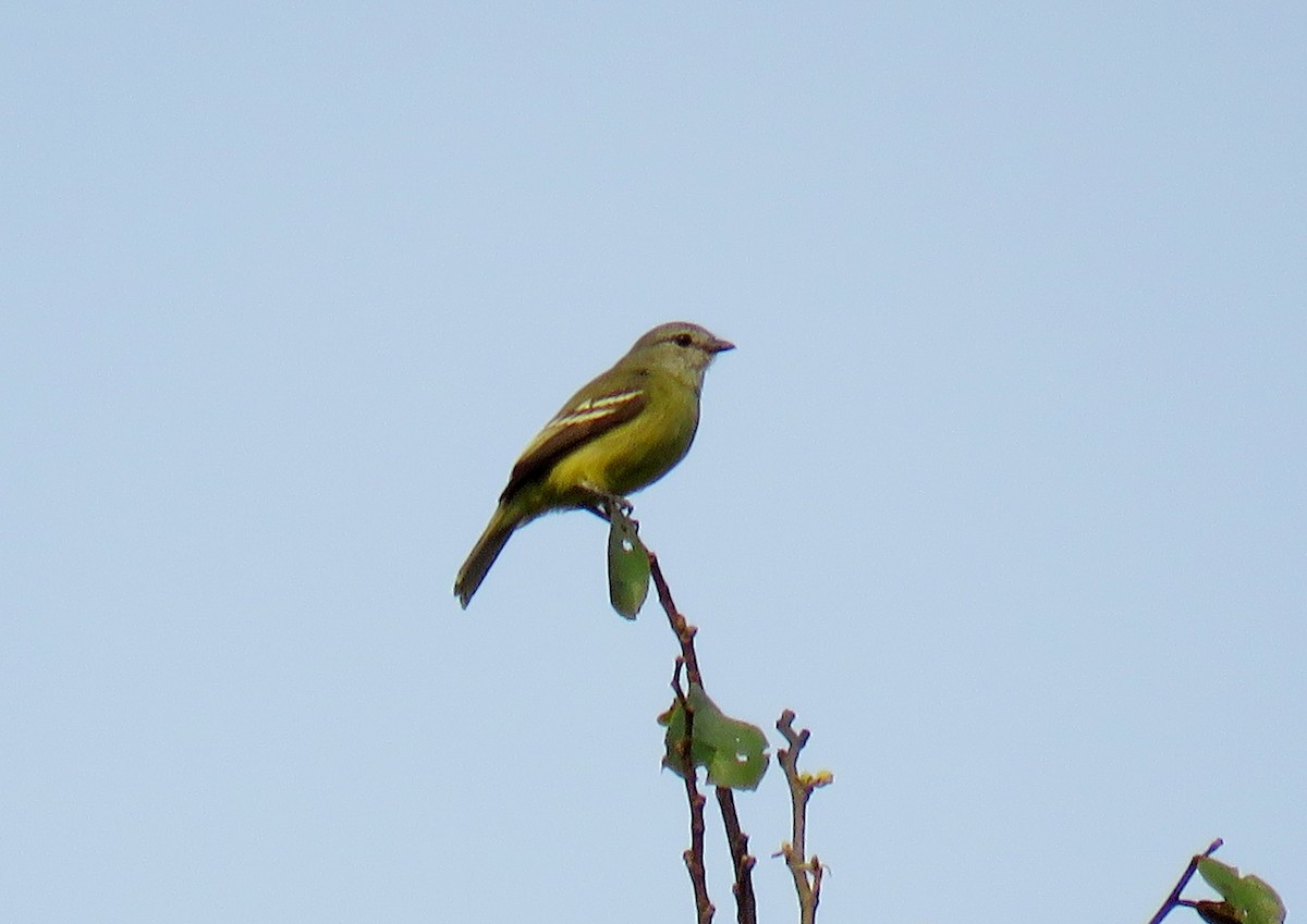 Yellow-crowned Tyrannulet - ML611371869