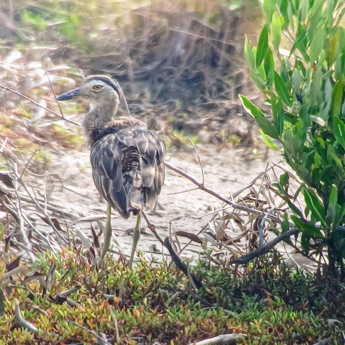 Double-striped Thick-knee - ML611372467