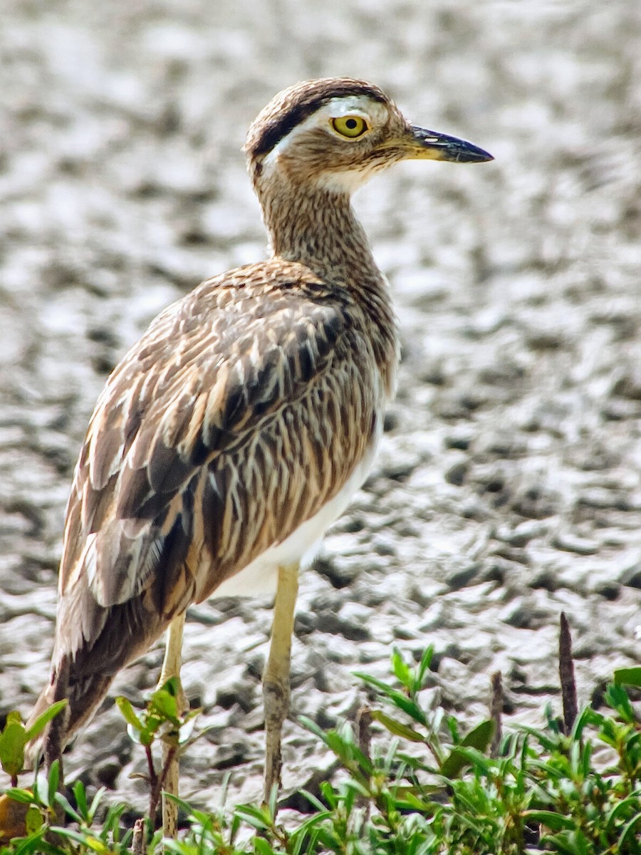 Double-striped Thick-knee - ML611372468