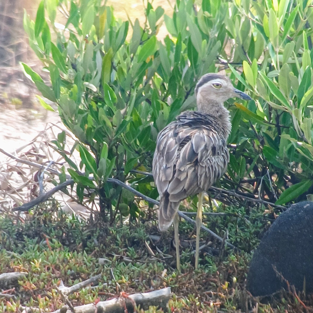 Double-striped Thick-knee - ML611372469