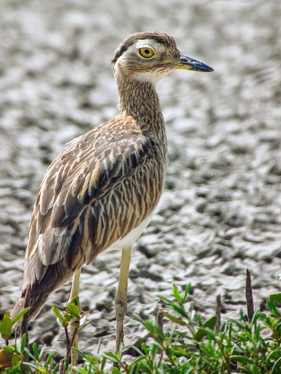 Double-striped Thick-knee - ML611372470