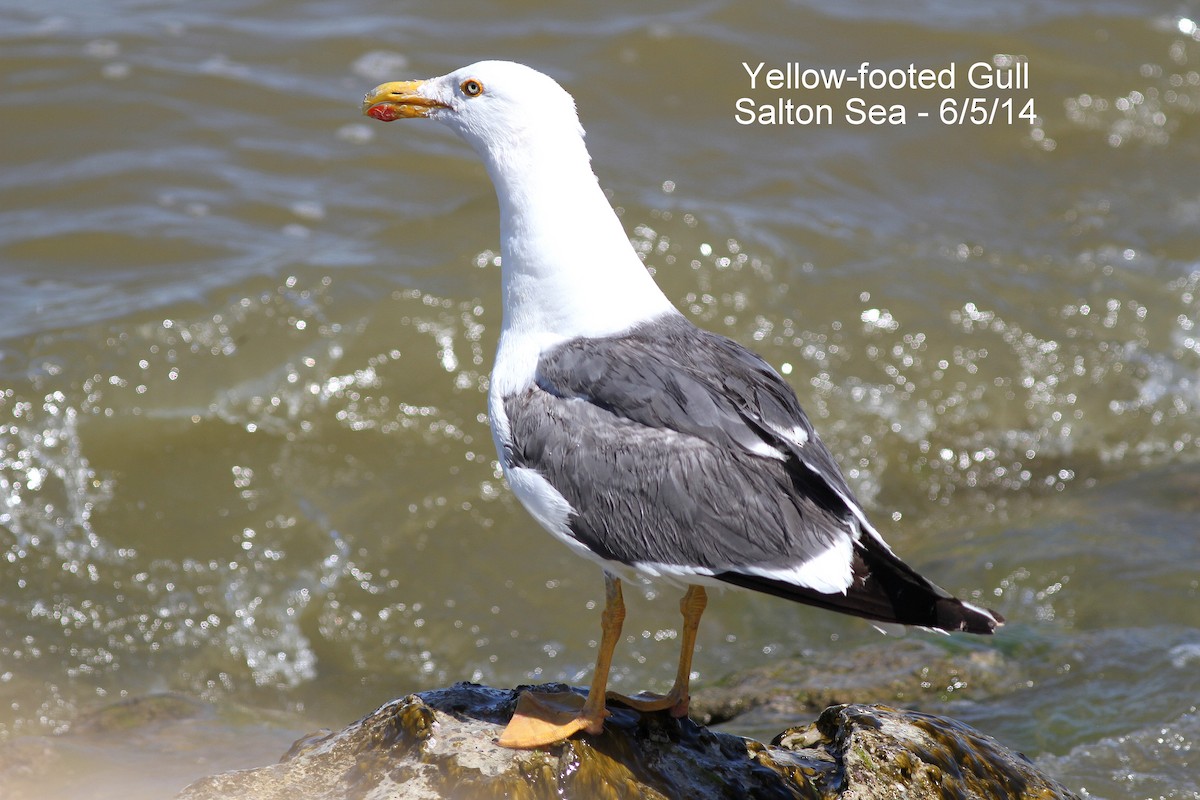 Yellow-footed Gull - Bill Asteriades