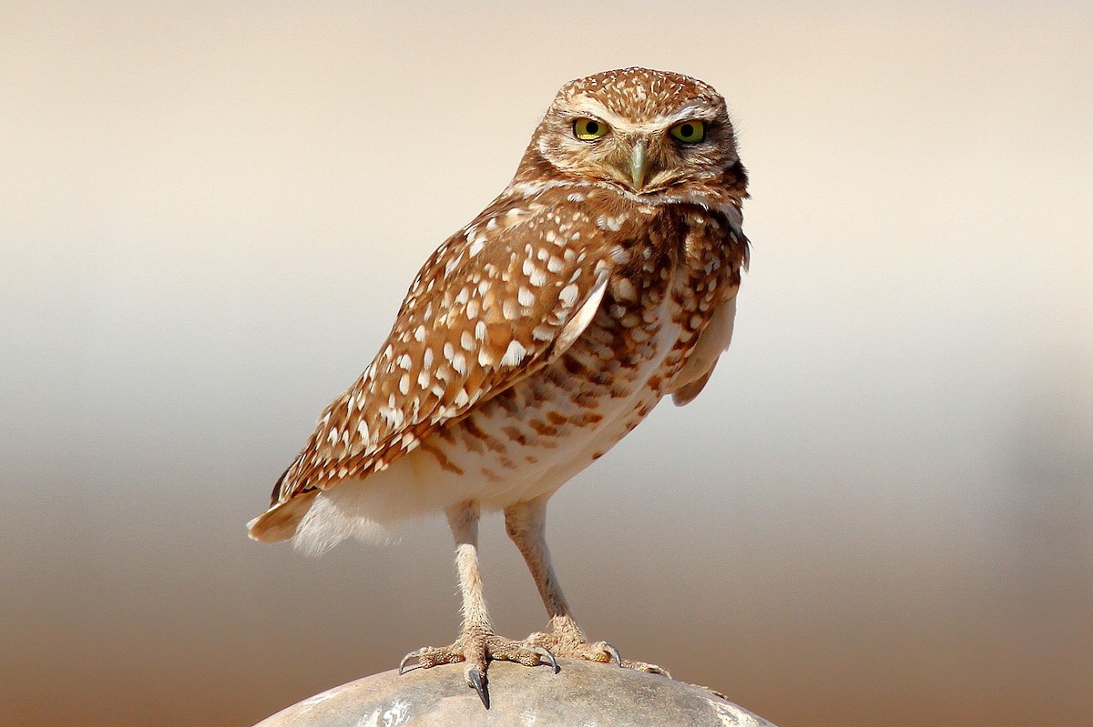 Burrowing Owl - Bill Asteriades