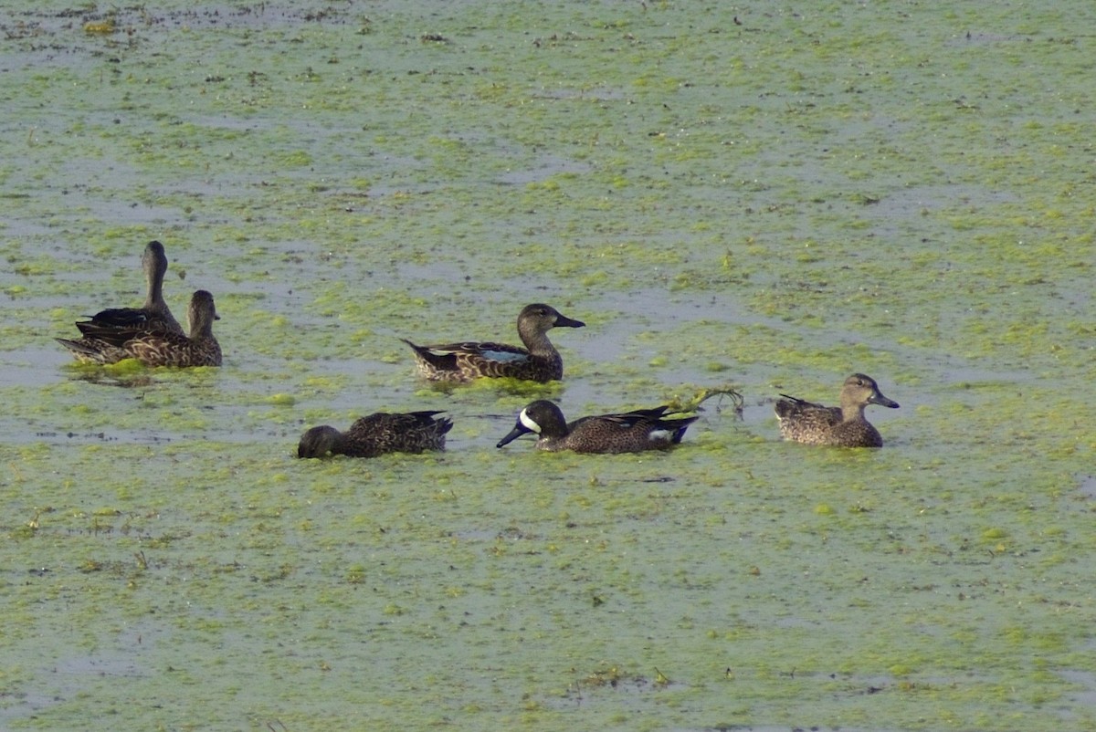 eBird Checklist - 20 Nov 2023 - Northwest Solid Waste Management ...