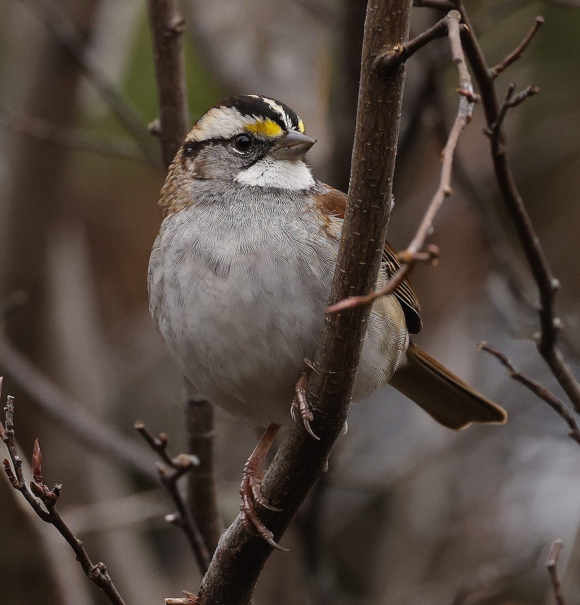 White-throated Sparrow - Charles Fitzpatrick