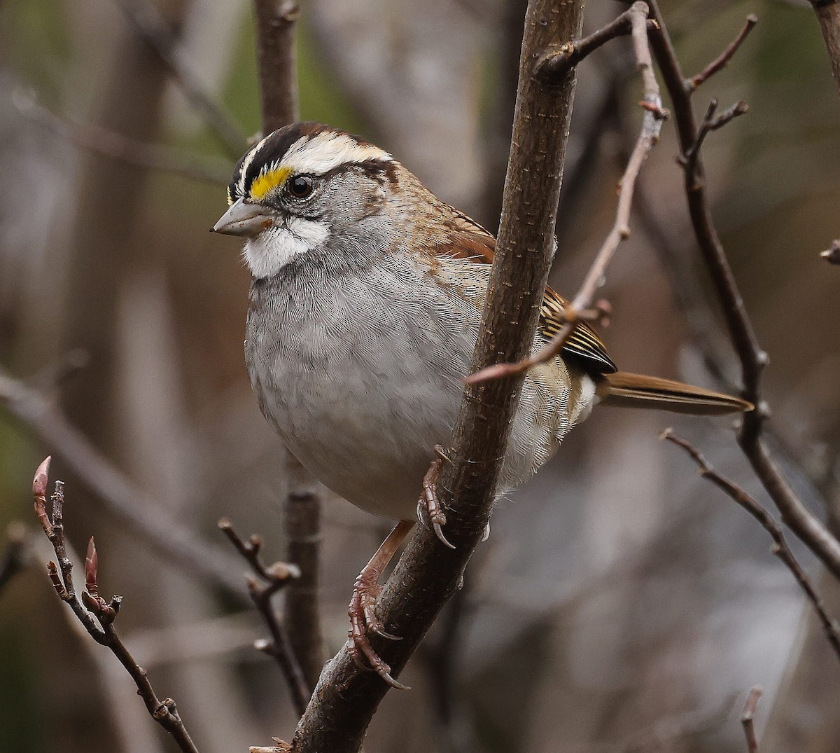 White-throated Sparrow - ML611373003