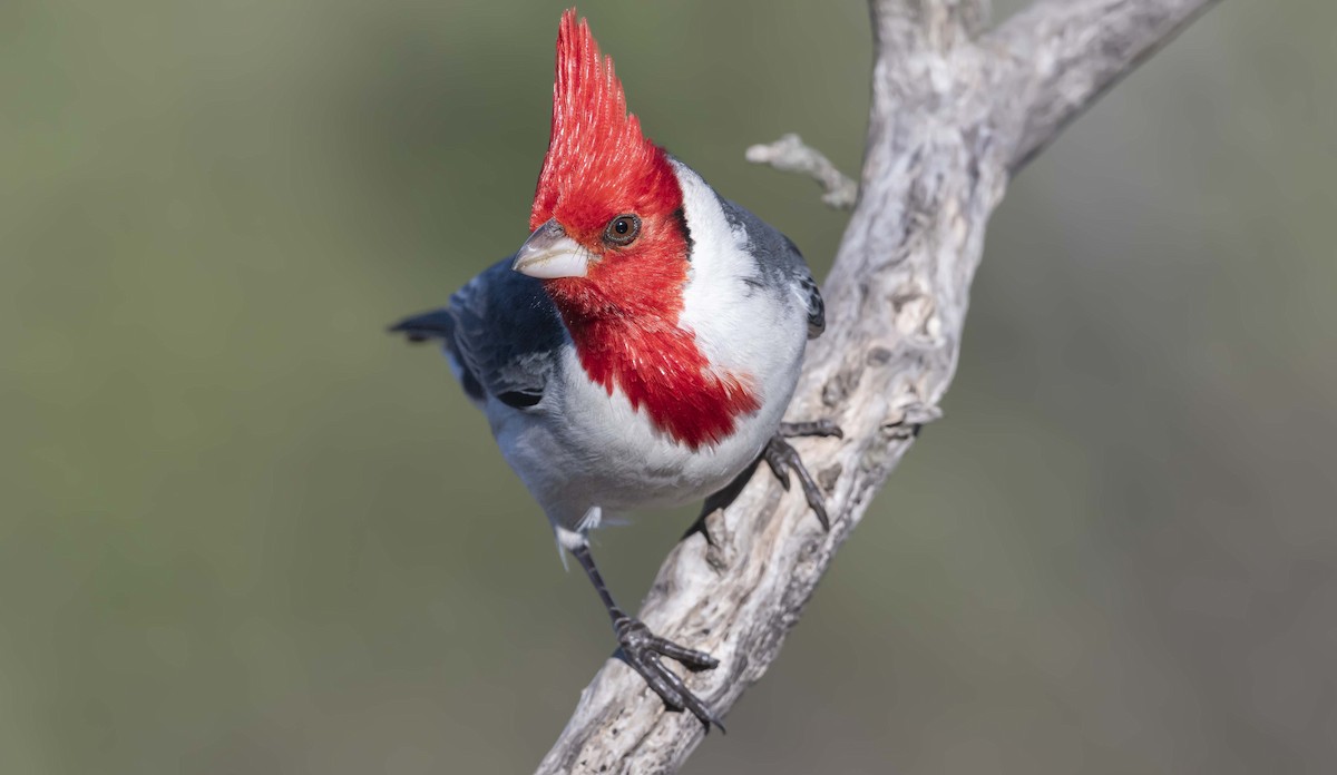 Red-crested Cardinal - Macarena Delsoglio