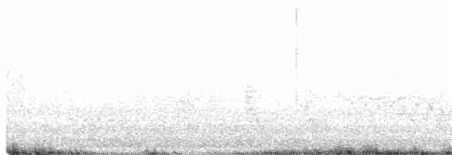 Little Pied Cormorant - ML611373217
