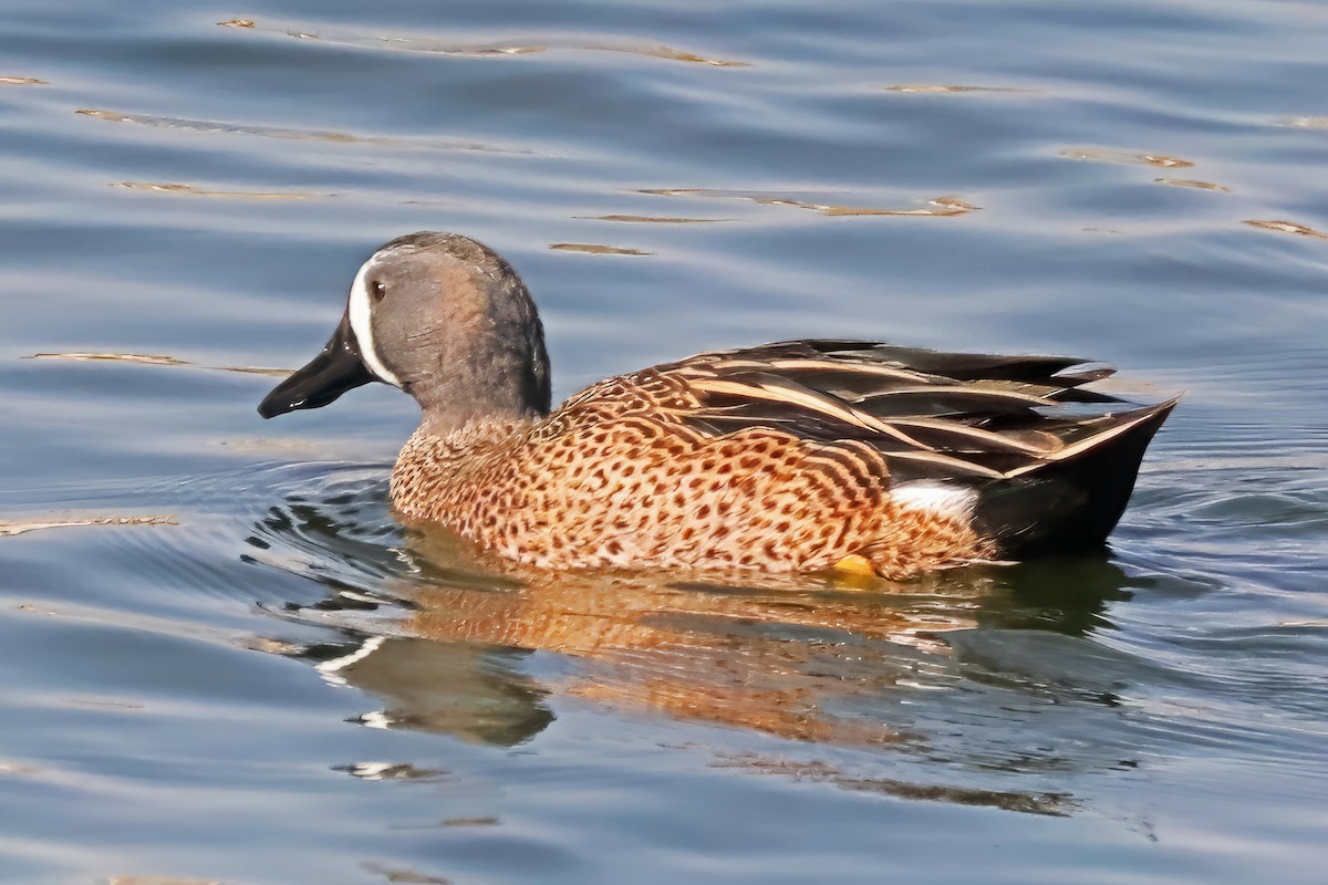 Blue-winged Teal - ML611373473