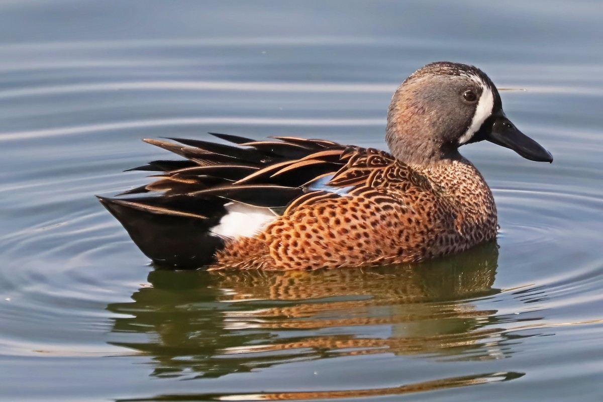 Blue-winged Teal - ML611373480