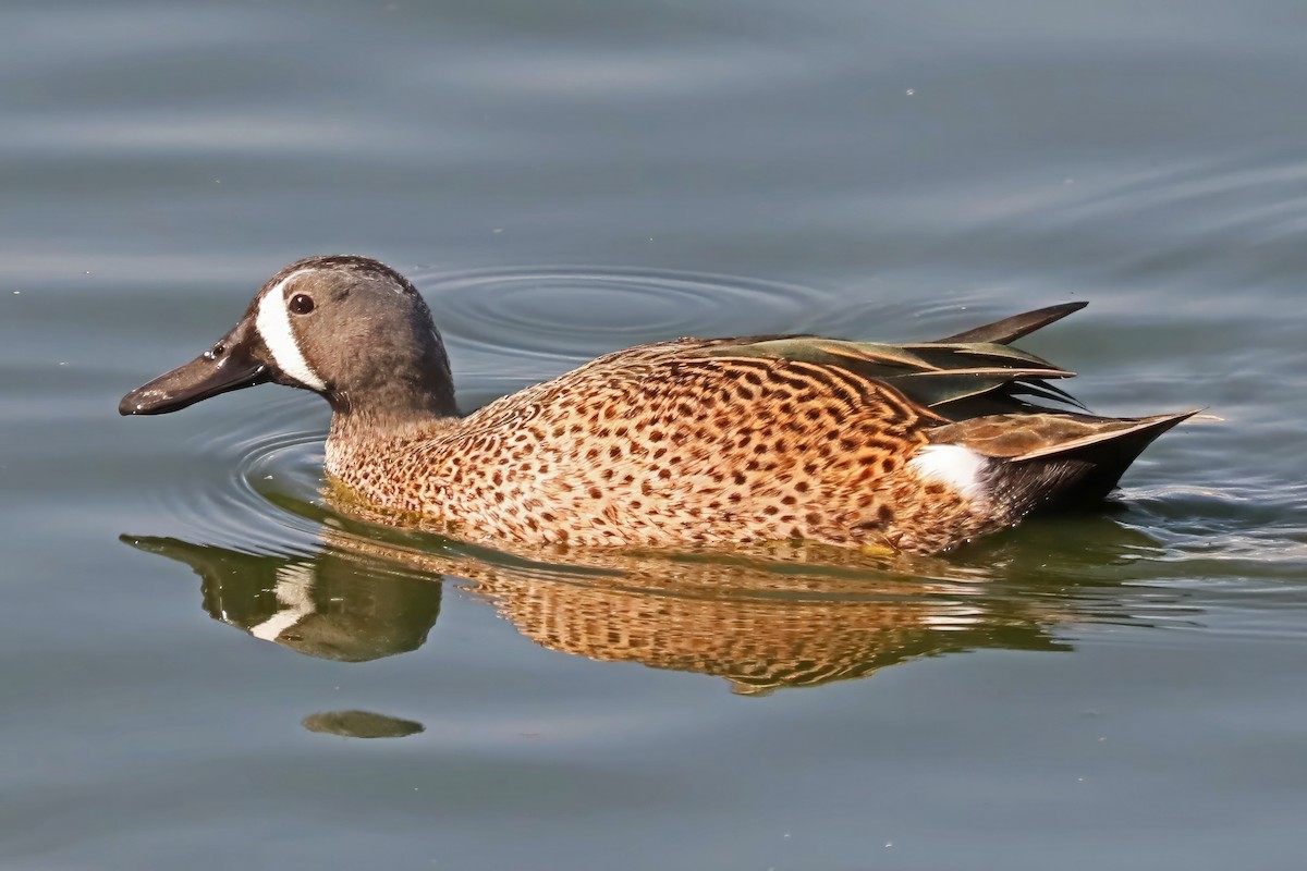 Blue-winged Teal - ML611373489