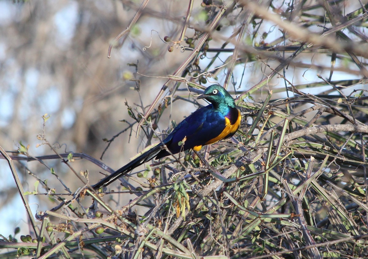 Golden-breasted Starling - ML61137361
