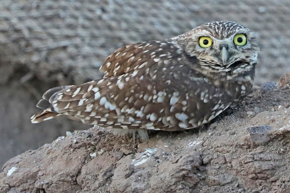 Burrowing Owl - ML611373841