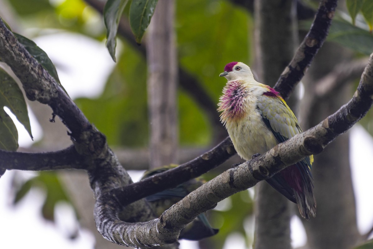 Many-colored Fruit-Dove - ML611374411