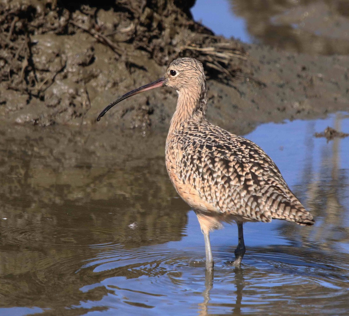 Long-billed Curlew - ML611374554