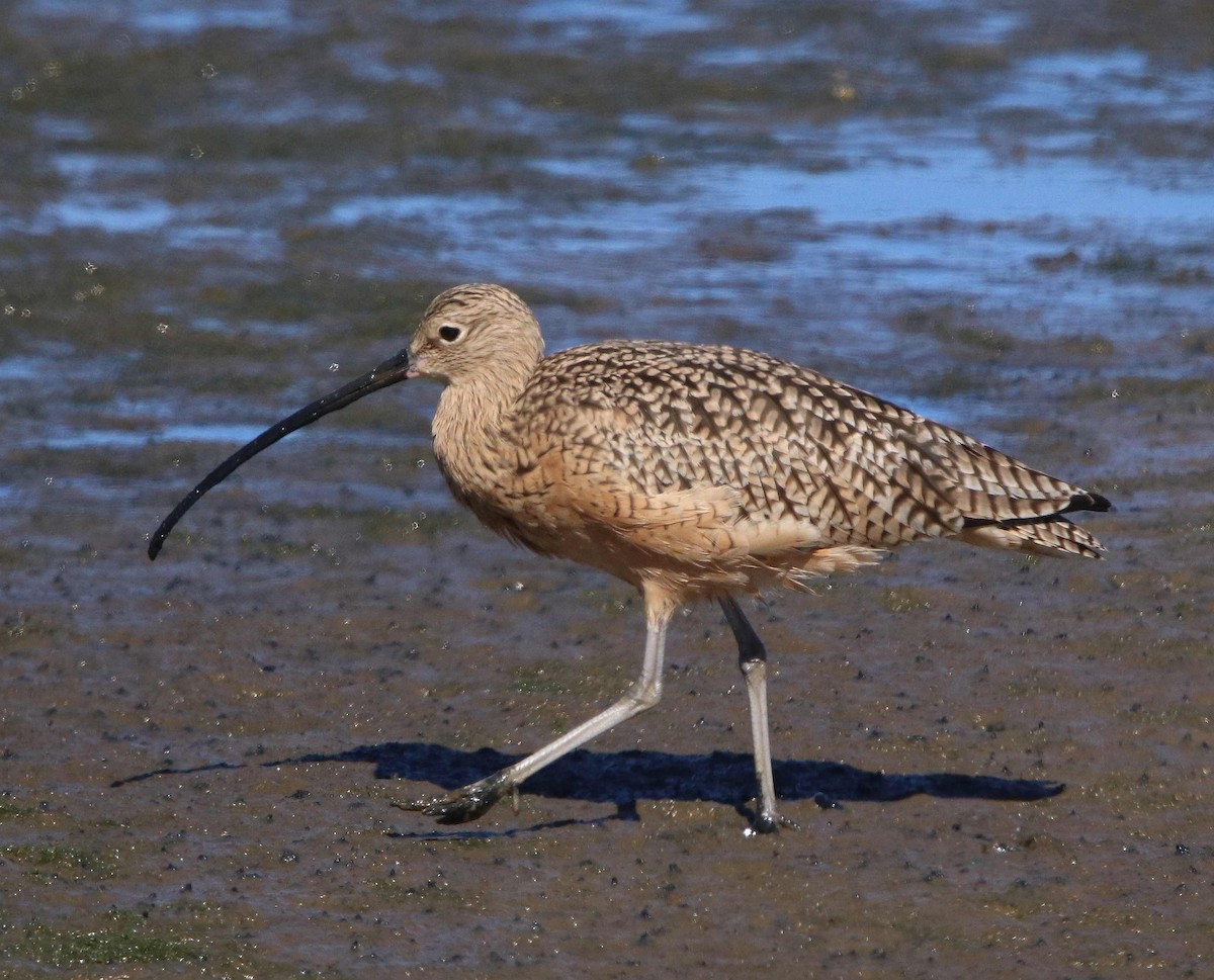 Long-billed Curlew - ML611374555