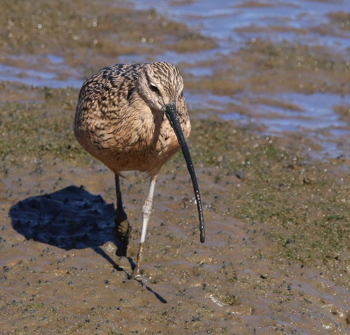 Long-billed Curlew - ML611374556