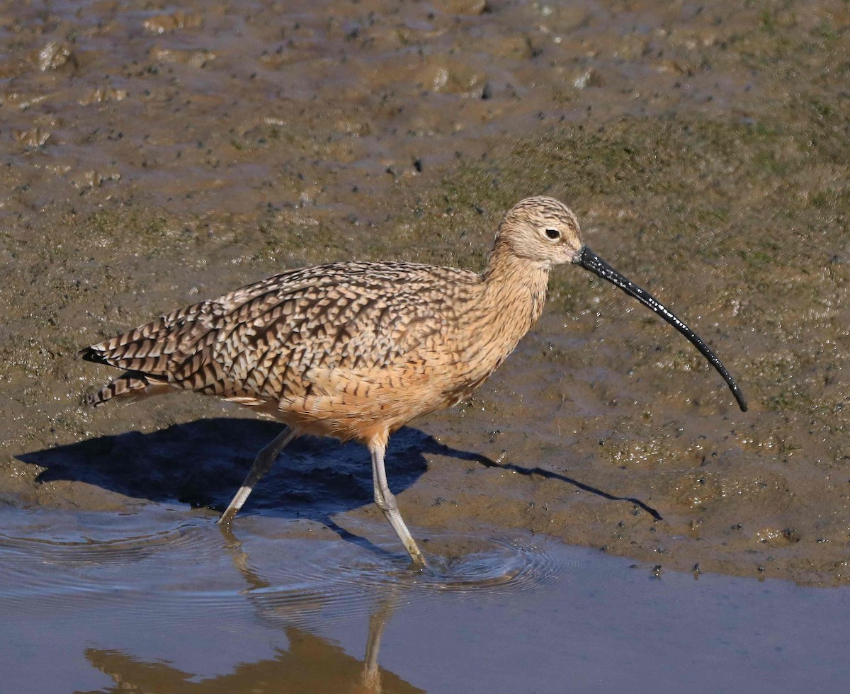 Long-billed Curlew - ML611374558